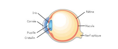 Schéma anatomique simple de l'oeil - influence de l'âge sur la presbytie